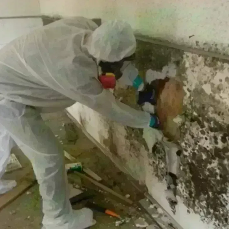 Mold Remediation and Removal in Roanoke, TX